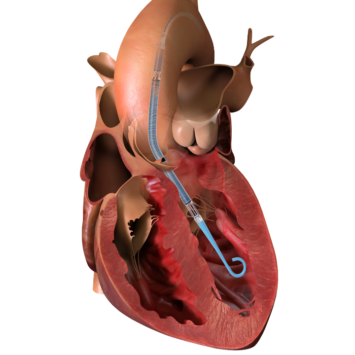 Illustration of a heart